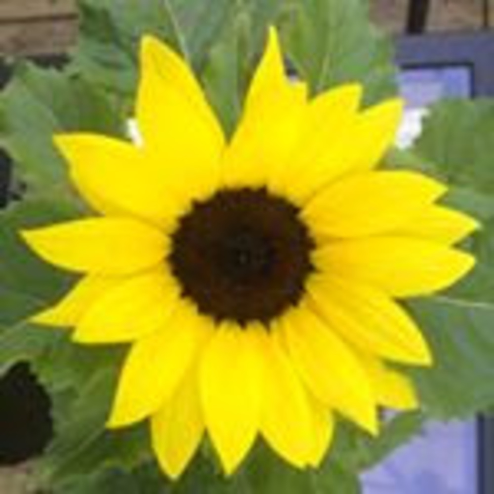 Meet your Posher, Zoe